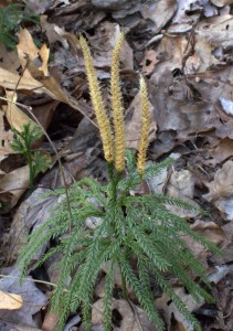 Three Yellow Spikes of Tree Clubmoss