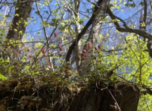 Red Columbine and Saxifrage Flowering On the Hillside