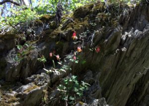 Wild Red Columbine Blooming On A Rock