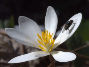 Bloodroot Fly Pollinator