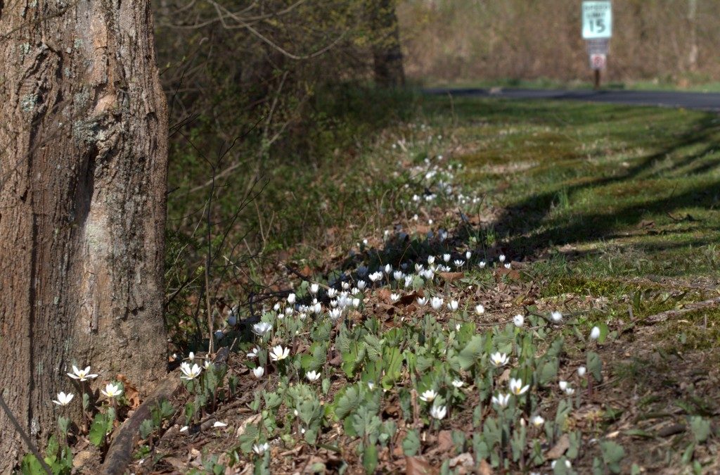 Bloodroot Patch at Little Buffalo State Park