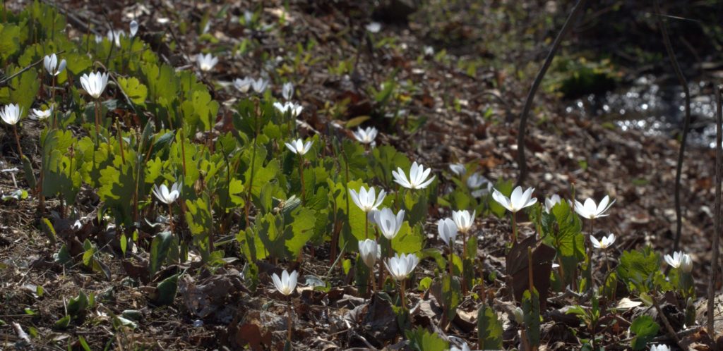Bloodroot Patch Flowering in the Sunlight
