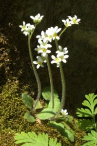 Early Saxifrage Plant a Few Inches Tall