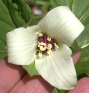 Inside A Trillium Flower