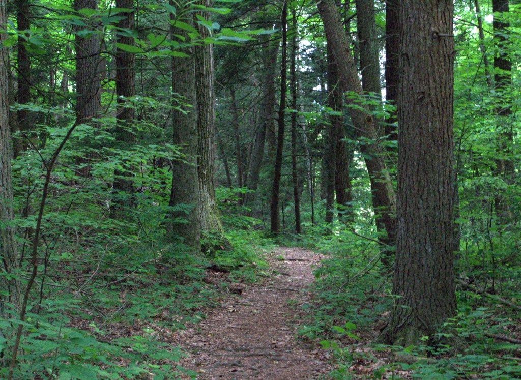 Trail Wanders Through the Forest