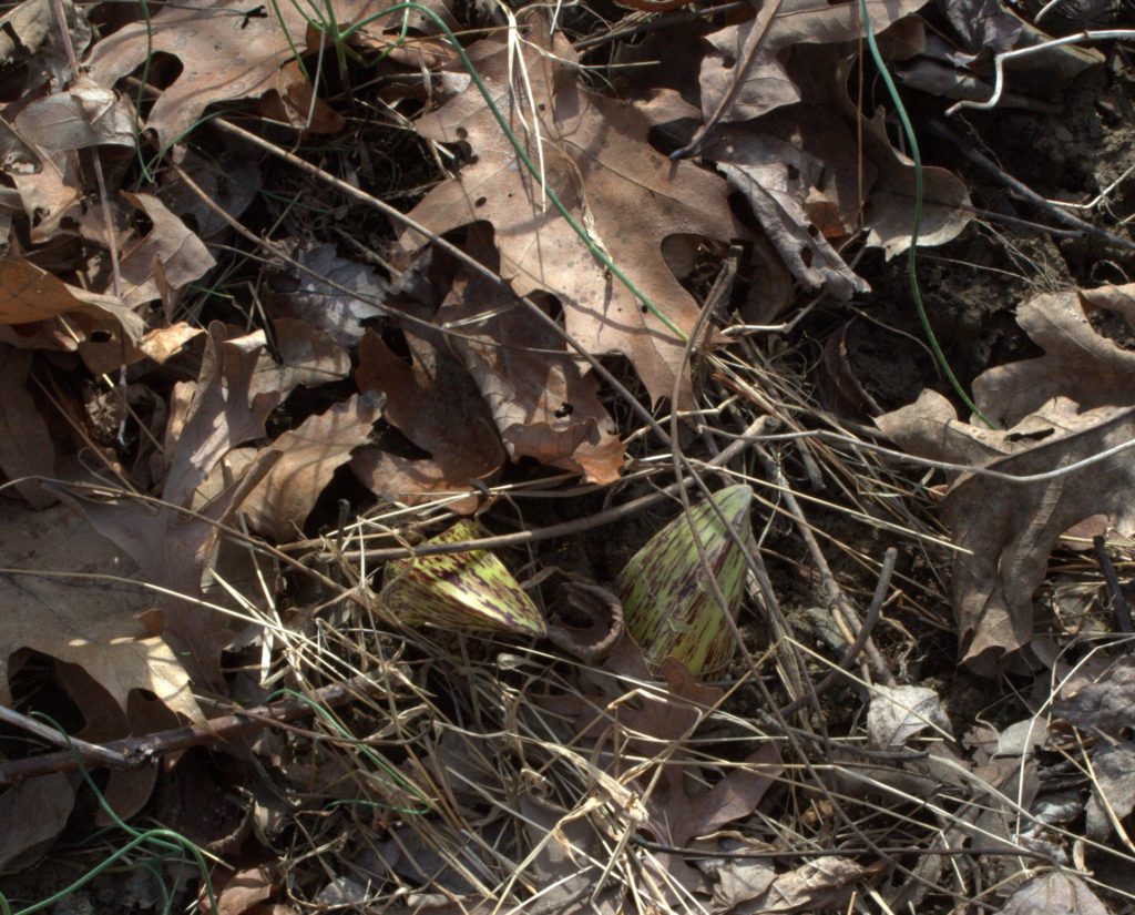 Skunk Cabbage Spathes Hiding