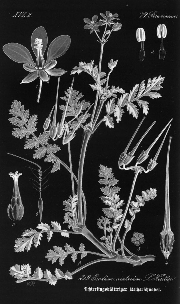 Negative Image of Illustration of Erodium cicutarium