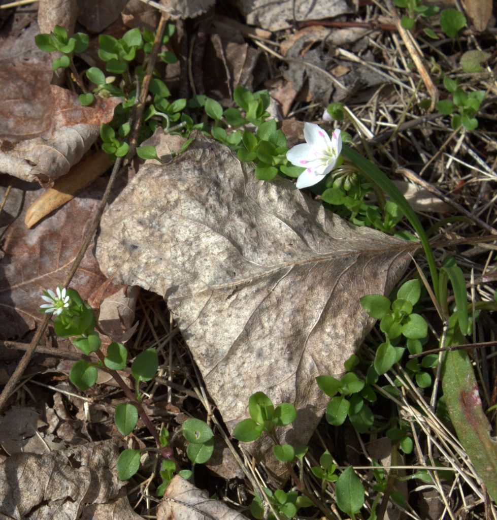 Chickweed and Spring Beauty Bloom Side-by-Side