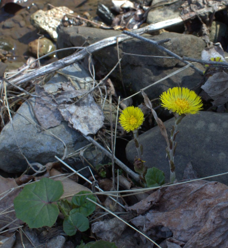 Coltsfoot Flowers With Leaves