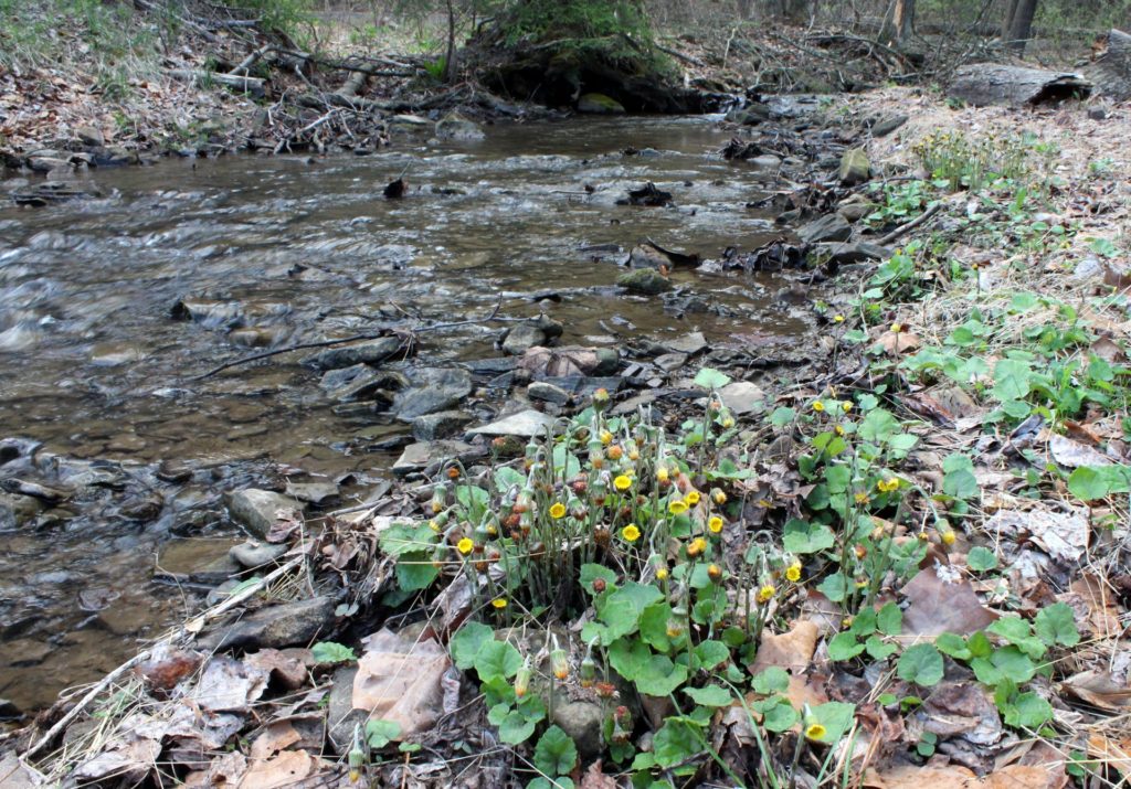 Creekside Coltsfoot Now Older