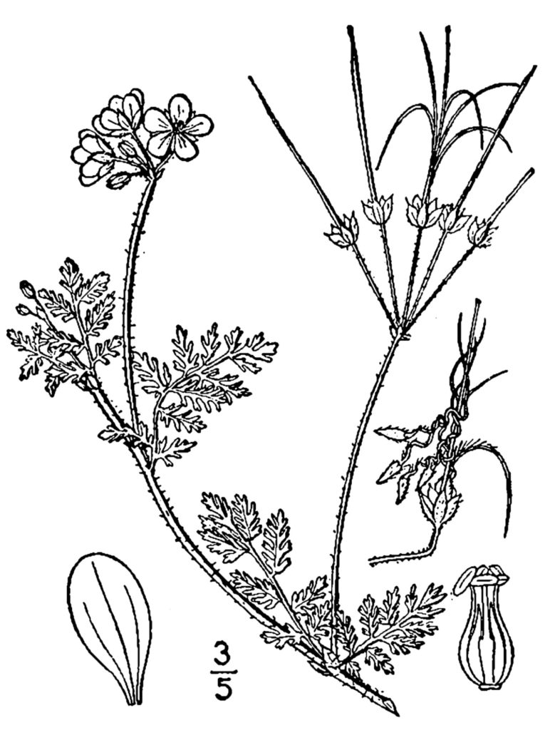 Sketch of Erodium cicutarium Redstem Storksbill