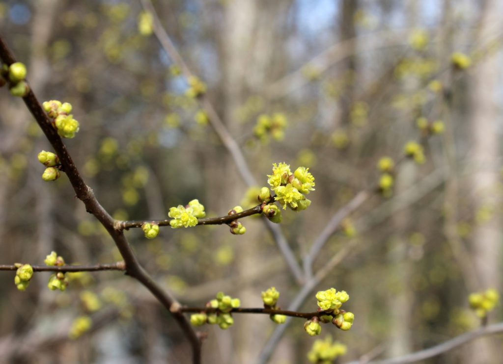 Many Spicebush Blooms Ready to Open