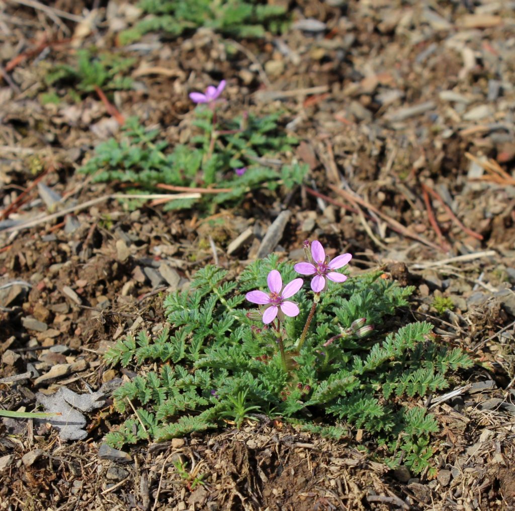 Storksbill Rosettes with Pink Blooms