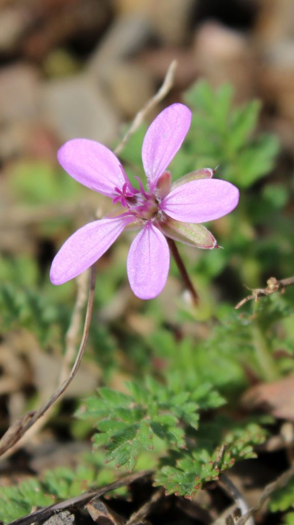Closeup View of Pollinated Storksbill Flower