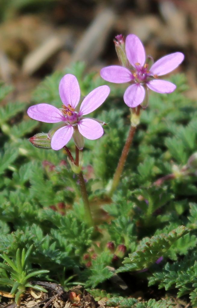 Closeup View of New Storksbill Flowers