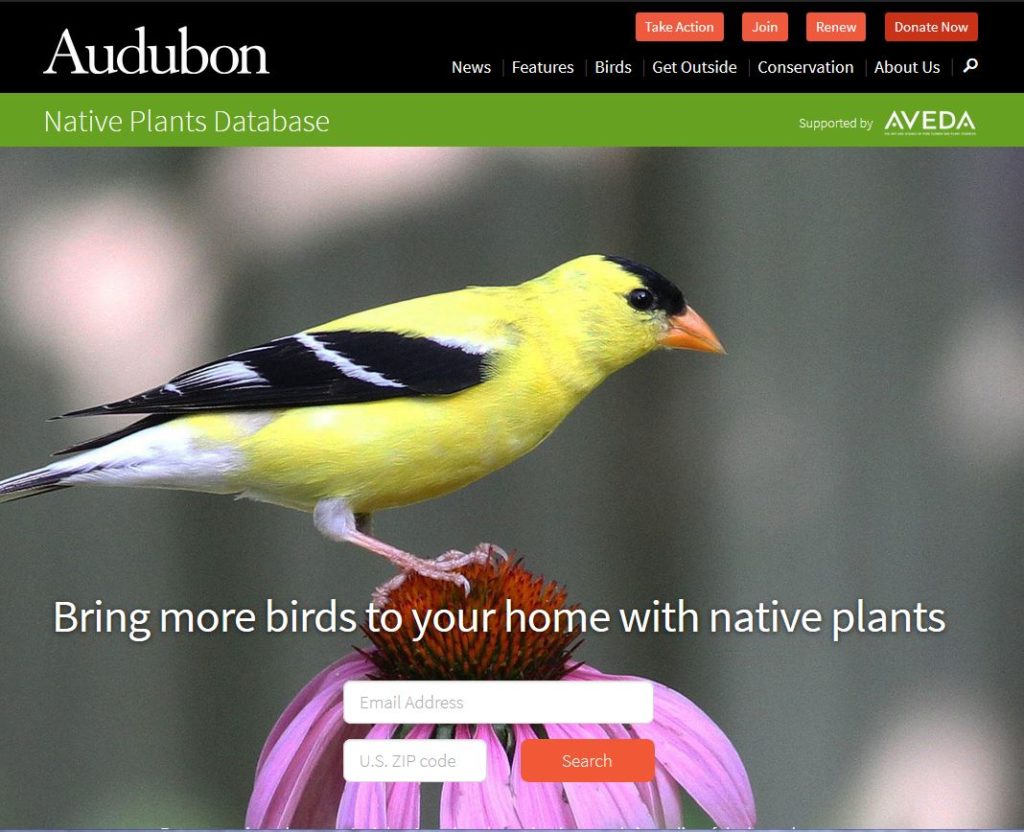 Goldfinch on a Purple Coneflower