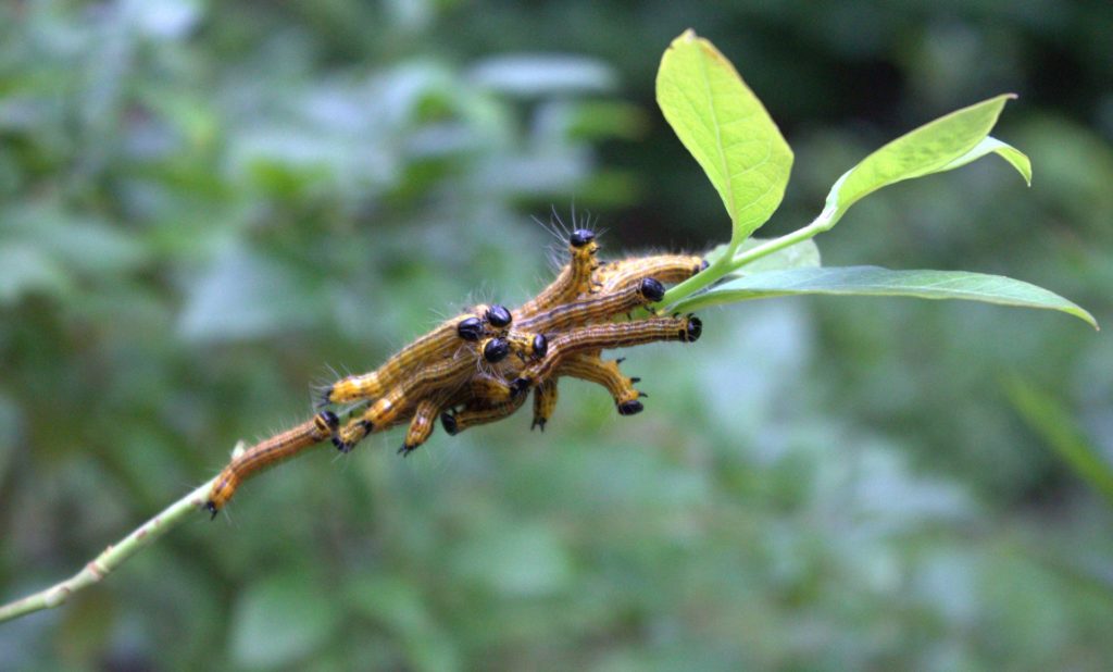 Yellowneck Caterpillars Gorging Themselves on Blueberry Leaves