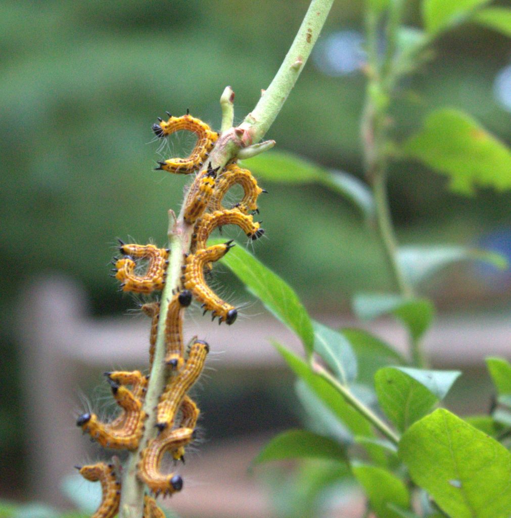 Yellowneck Caterpillars Make a U-Shape When Disturbed