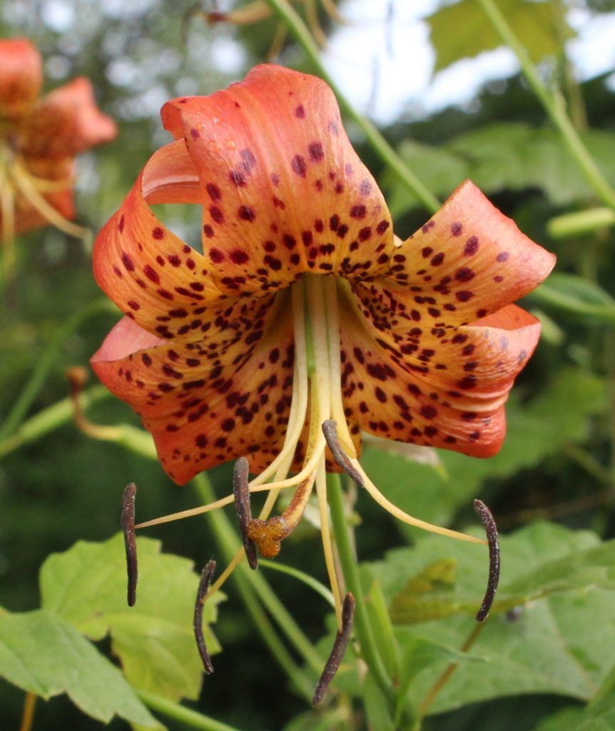 Front View of Turk's Cap Lily Bloom