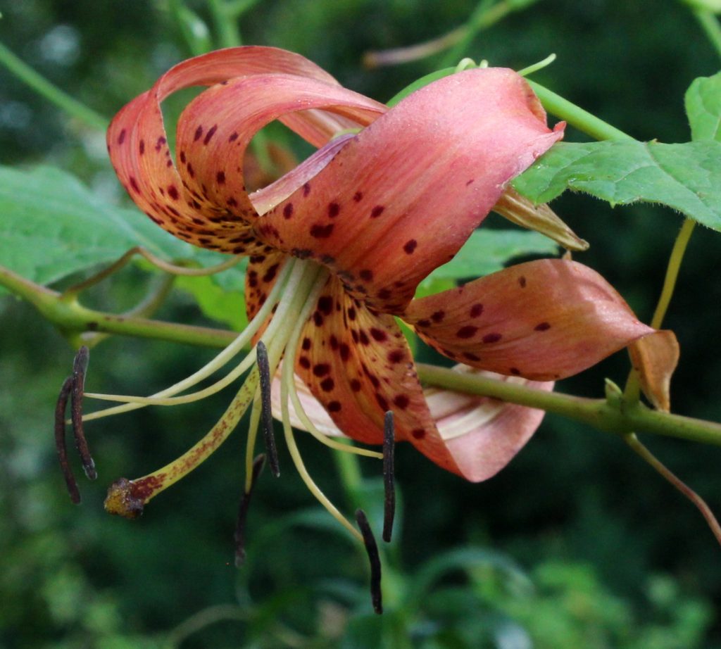 Side View of Turk's Cap Lily Bloom