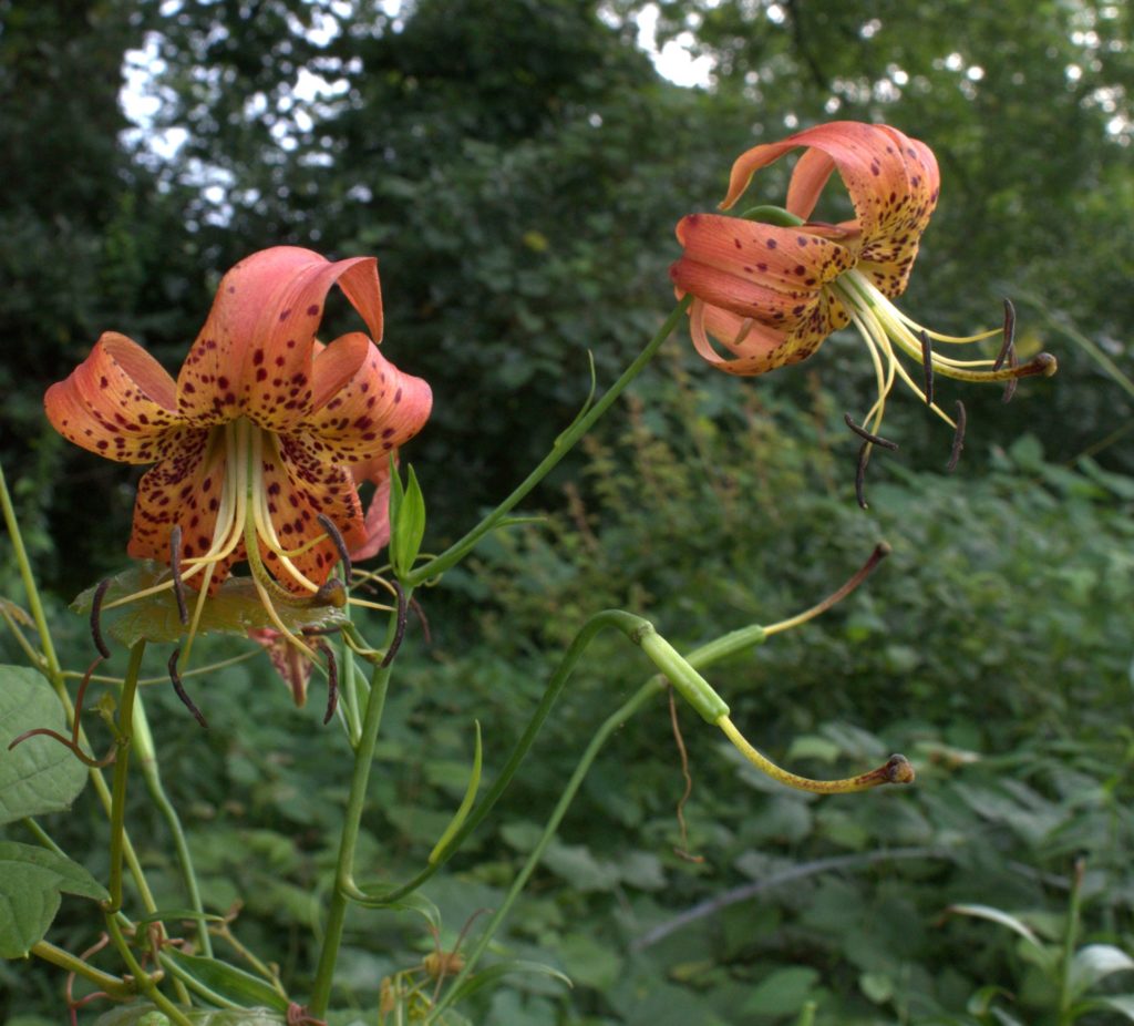 Turk's Cap Lily Flowers and Seedpods