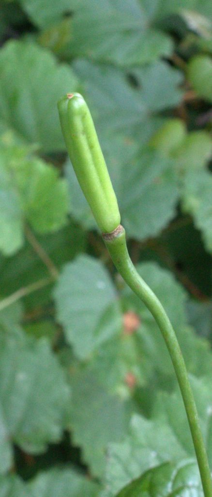Turk's Cap Lily Seedpod