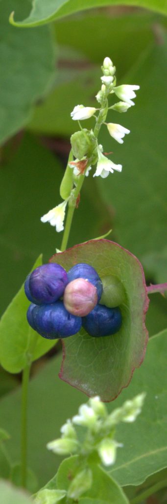 Close-up of Berries That Change Color as They Mature