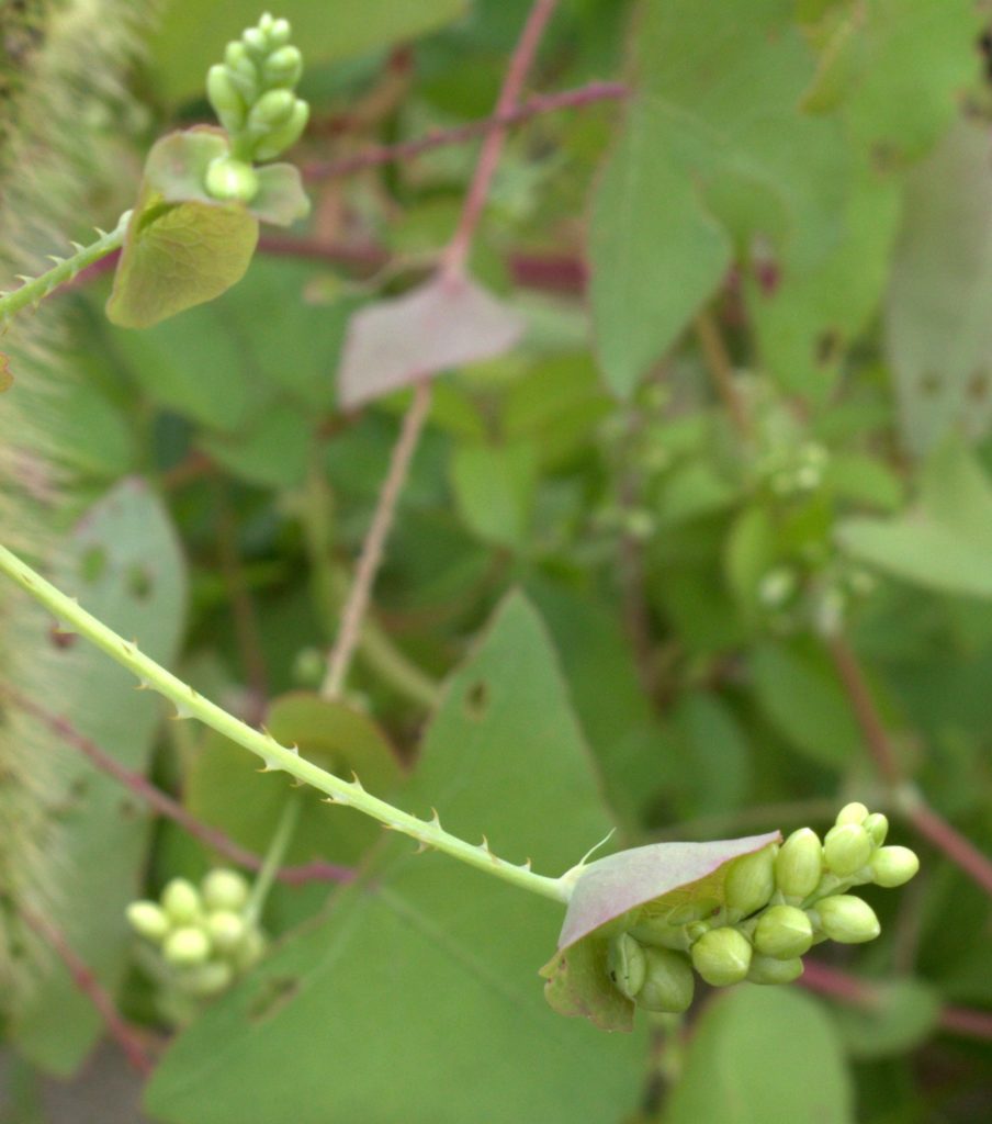 Close-up Image of Backward-Facing Spikes on Stems of Tear Thumb