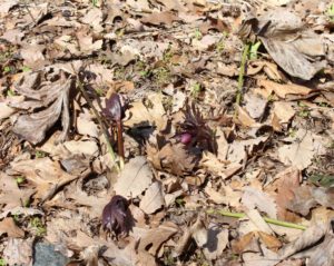 Maroon Hellebore New Leaves and Flower Bud