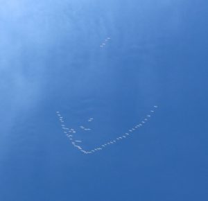 White Swans Flying North Over PA